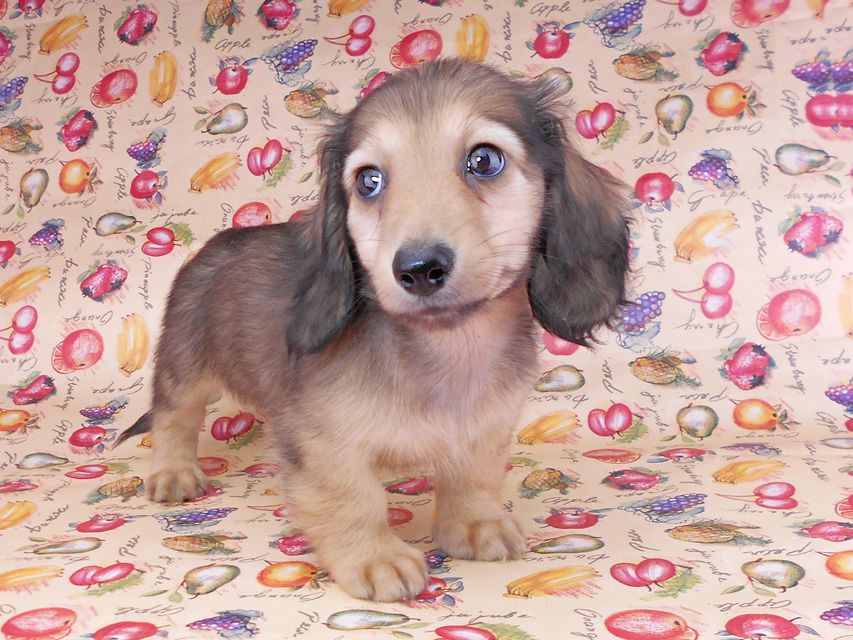 カニンヘンダックスフンド レイmt & アンmtの子犬 シェーデットイエロー 男の子 お写真初登場