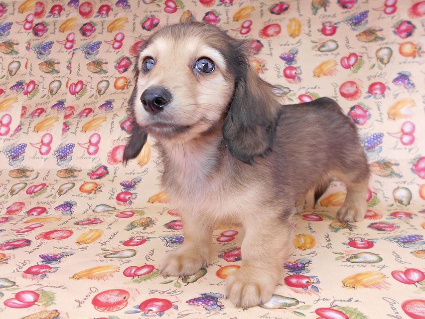 レイmt & アンmtの子犬 シェーデットイエロー 男の子 お写真初登場