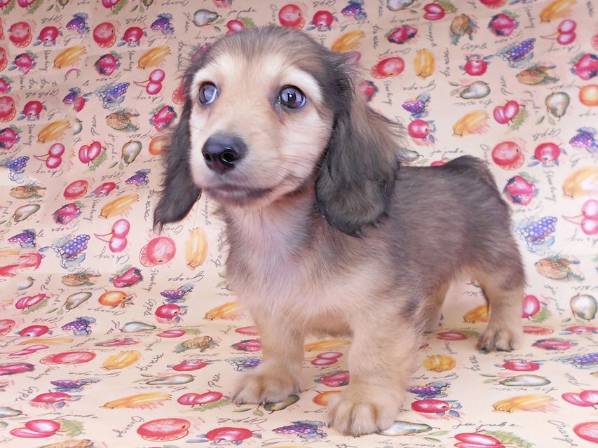 カニンヘンダックスフンド レイmt & アンmtの子犬 シェーデットイエロー 男の子 お写真初登場