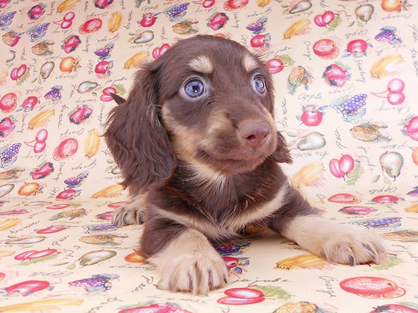 カニンヘンダックスフンド アビスmt& バロンmtの子犬 チョコイエロー(チョコクリーム) 男の子 お写真初登場DSCN8626 カニンヘンダックスフンド アビスmt& バロンmtの子犬 チョコイエロー(チョコクリーム) 男の子 お写真初登場