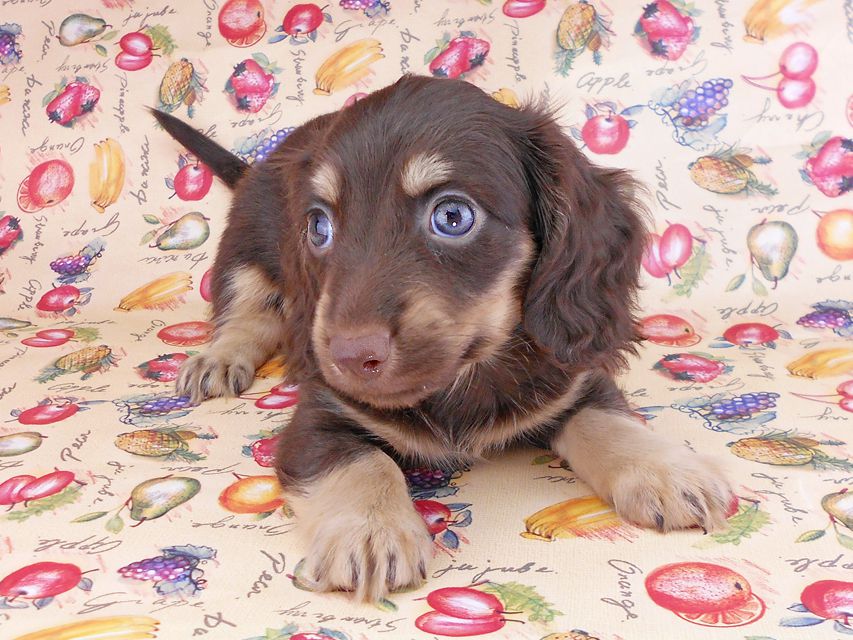 カニンヘンダックスフンド アビスmt& バロンmtの子犬 チョコイエロー(チョコクリーム) 男の子 お写真初登場DSCN8627 カニンヘンダックスフンド アビスmt& バロンmtの子犬 チョコイエロー(チョコクリーム) 男の子 お写真初登場