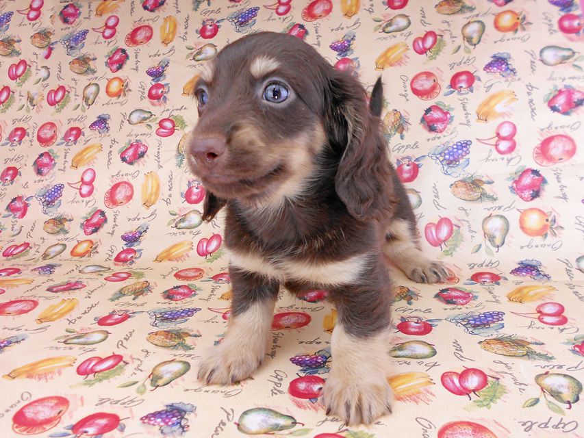 カニンヘンダックスフンド アビスmt& バロンmtの子犬 チョコイエロー(チョコクリーム) 男の子 お写真初登場DSCN8634 カニンヘンダックスフンド アビスmt& バロンmtの子犬 チョコイエロー(チョコクリーム) 男の子 お写真初登場