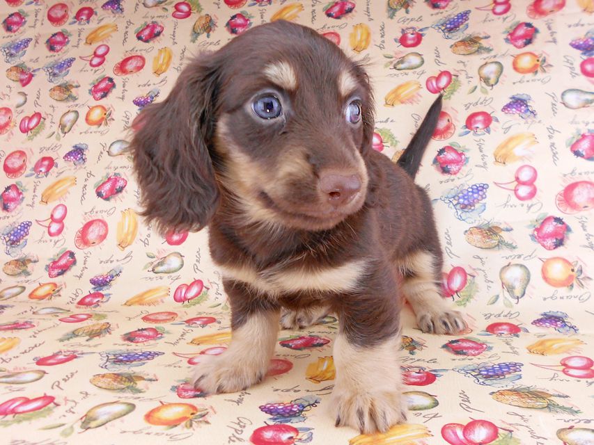 カニンヘンダックスフンド アビスmt& バロンmtの子犬 チョコイエロー(チョコクリーム) 男の子 お写真初登場DSCN8638 カニンヘンダックスフンド アビスmt& バロンmtの子犬 チョコイエロー(チョコクリーム) 男の子 お写真初登場