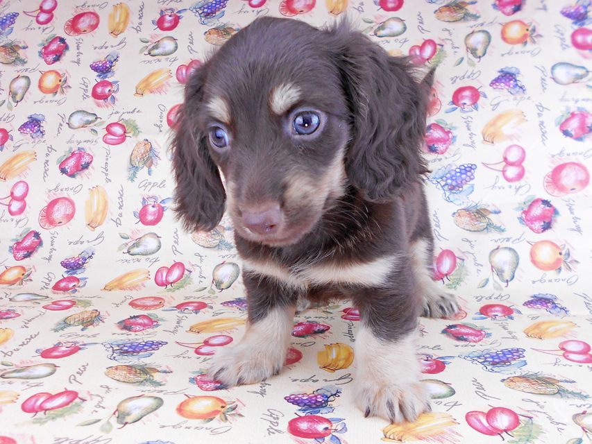 カニンヘンダックスフンド アビスmt& バロンmtの子犬 チョコイエロー(チョコクリーム) 男の子 お写真初登場DSCN8640 カニンヘンダックスフンド アビスmt& バロンmtの子犬 チョコイエロー(チョコクリーム) 男の子 お写真初登場