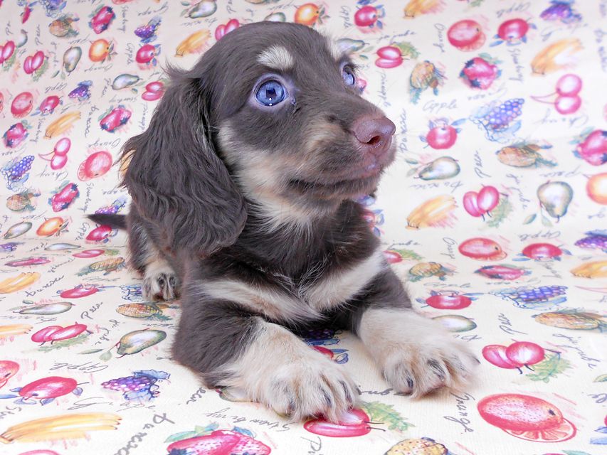 カニンヘンダックスフンド アビスmt& バロンmtの子犬 チョコイエロー(チョコクリーム) 男の子 お写真初登場DSCN8641 カニンヘンダックスフンド アビスmt& バロンmtの子犬 チョコイエロー(チョコクリーム) 男の子 お写真初登場