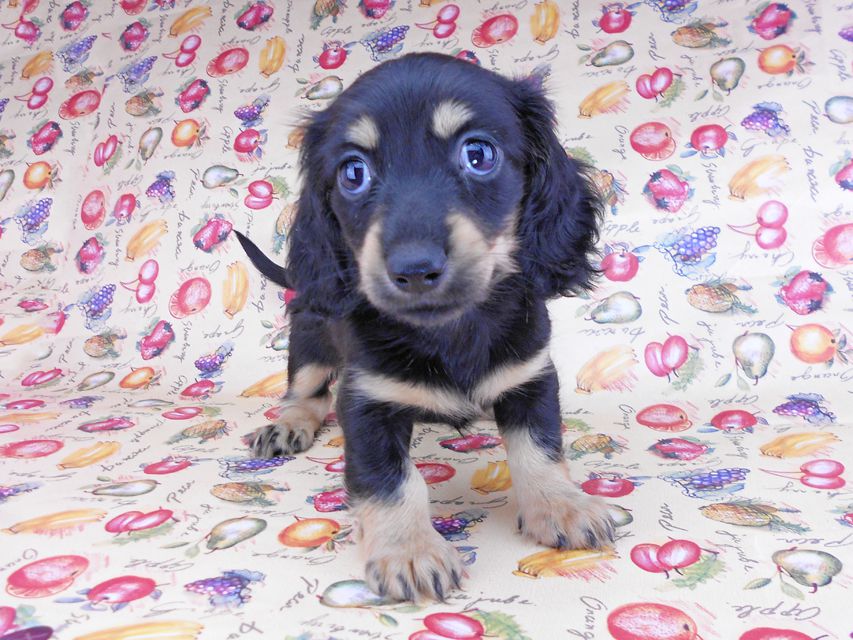 カニンヘンダックスフンド アビスmt& バロンmtの子犬 ブラックイエロー（ブラッククリーム） 女の子 お写真初登場