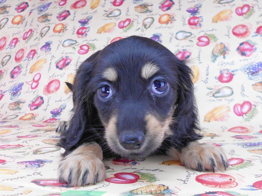 カニンヘンダックスフンド アビスmt& バロンmtの子犬 ブラックイエロー（ブラッククリーム） 女の子 お写真初登場