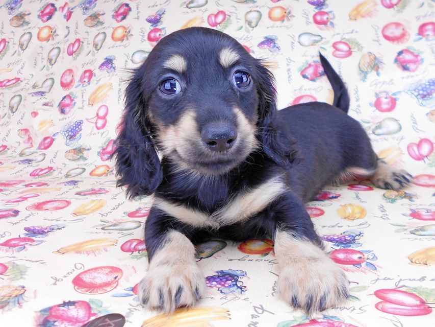 カニンヘンダックスフンド アビスmt& バロンmtの子犬 ブラックイエロー（ブラッククリーム） 女の子 お写真初登場