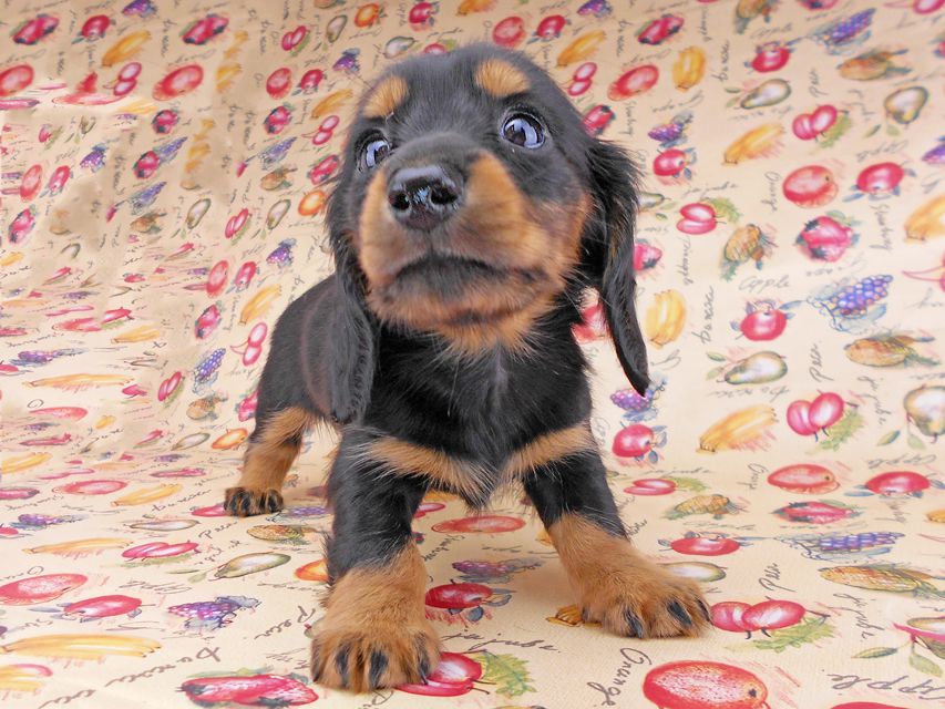 カニンヘンダックスフンド ルースmt & バロンmtの子犬 ブラックタン 女の子（2） お写真初登場