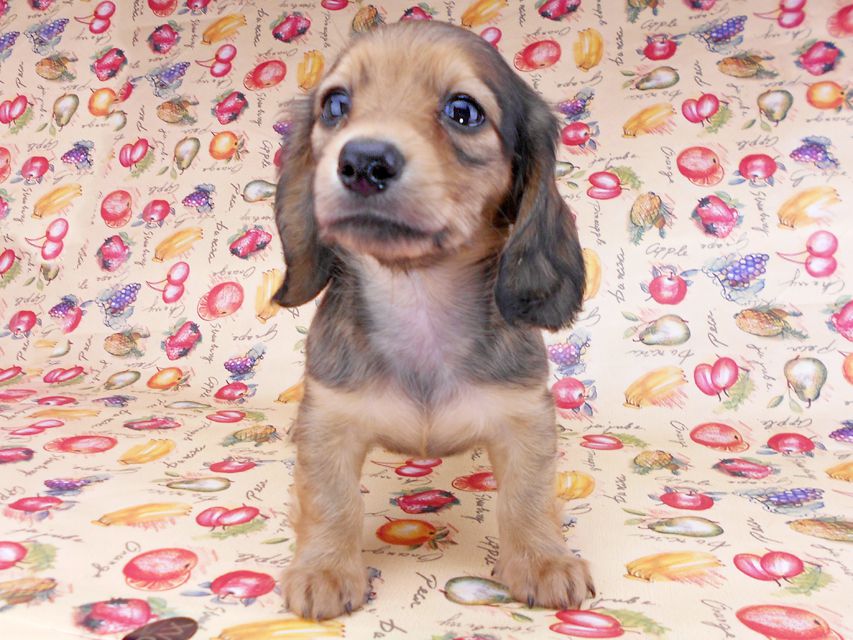 カニンヘンダックスフンド リンmt & ビルズmtの子犬 レディッシュイエロー(シェーデットクリーム) お写真初登場DSCN8696 カニンヘンダックスフンド リンmt & ビルズmtの子犬 レディッシュイエロー(シェーデットクリーム) お写真初登場