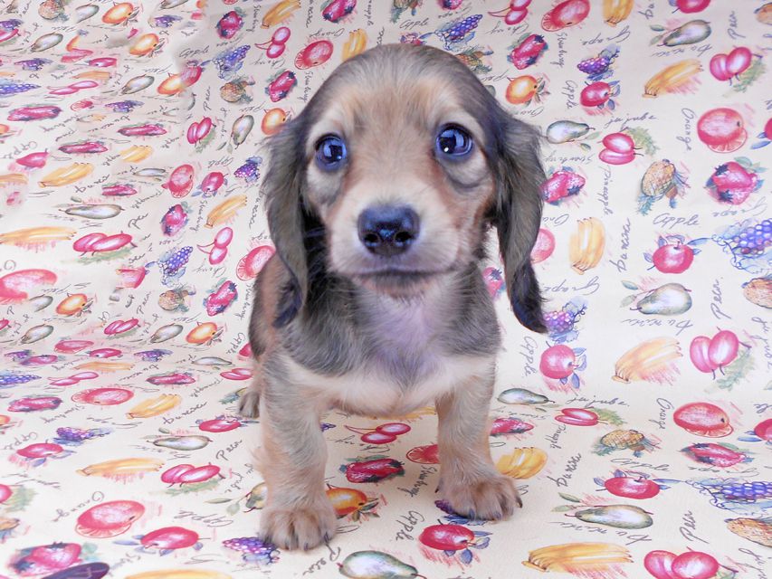 カニンヘンダックスフンド リンmt & ビルズmtの子犬 レディッシュイエロー(シェーデットクリーム) お写真初登場DSCN8699 カニンヘンダックスフンド リンmt & ビルズmtの子犬 レディッシュイエロー(シェーデットクリーム) お写真初登場