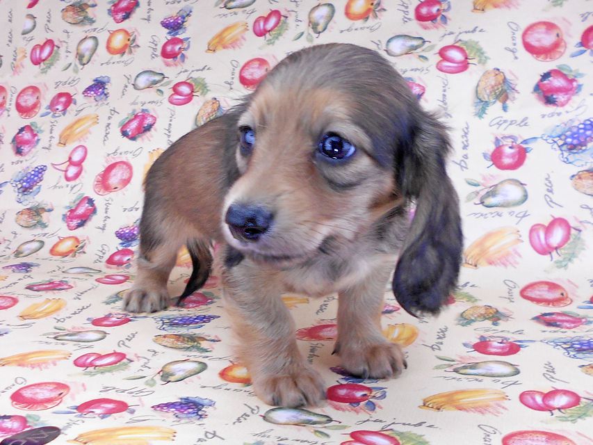 カニンヘンダックスフンド リンmt & ビルズmtの子犬 レディッシュイエロー(シェーデットクリーム) お写真初登場DSCN8700 カニンヘンダックスフンド リンmt & ビルズmtの子犬 レディッシュイエロー(シェーデットクリーム) お写真初登場