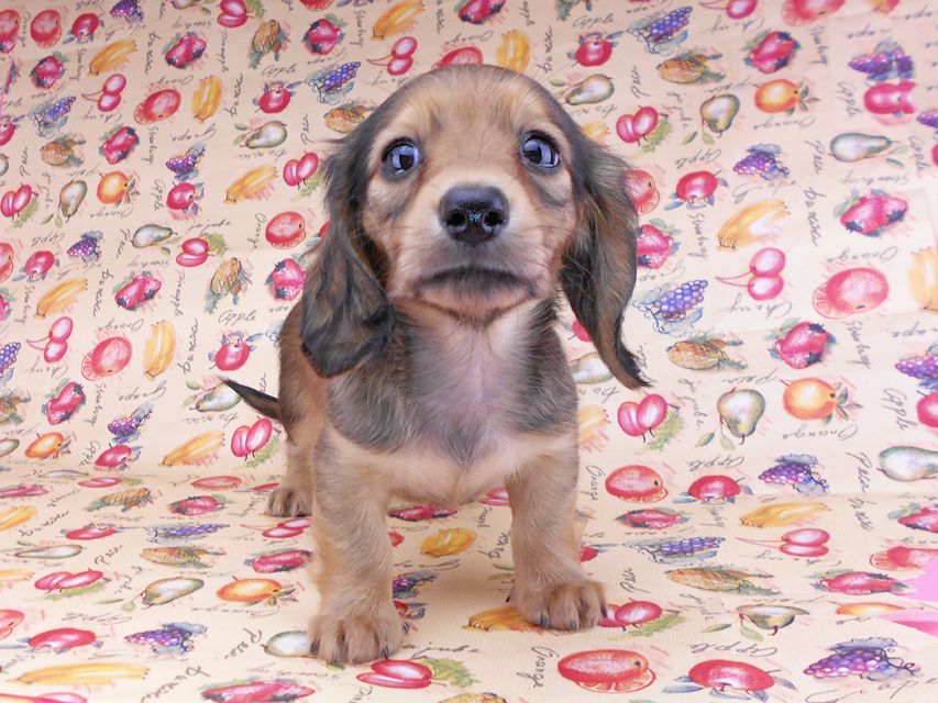 カニンヘンダックスフンド リンmt & ビルズmtの子犬 レディッシュイエロー(シェーデットクリーム) お写真初登場DSCN8703 カニンヘンダックスフンド リンmt & ビルズmtの子犬 レディッシュイエロー(シェーデットクリーム) お写真初登場