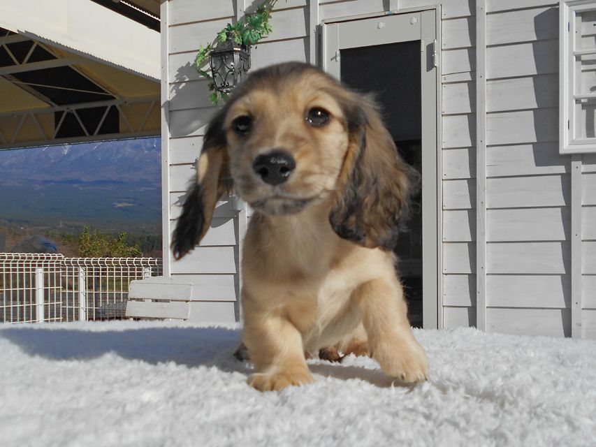 カニンヘンダックスフンド わかば & 竹千代の子犬 イエロー（クリーム） 男の子（3）