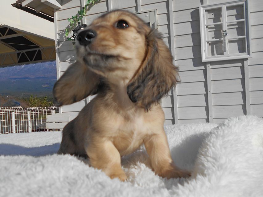 カニンヘンダックスフンド わかば & 竹千代の子犬 イエロー（クリーム） 男の子（3）