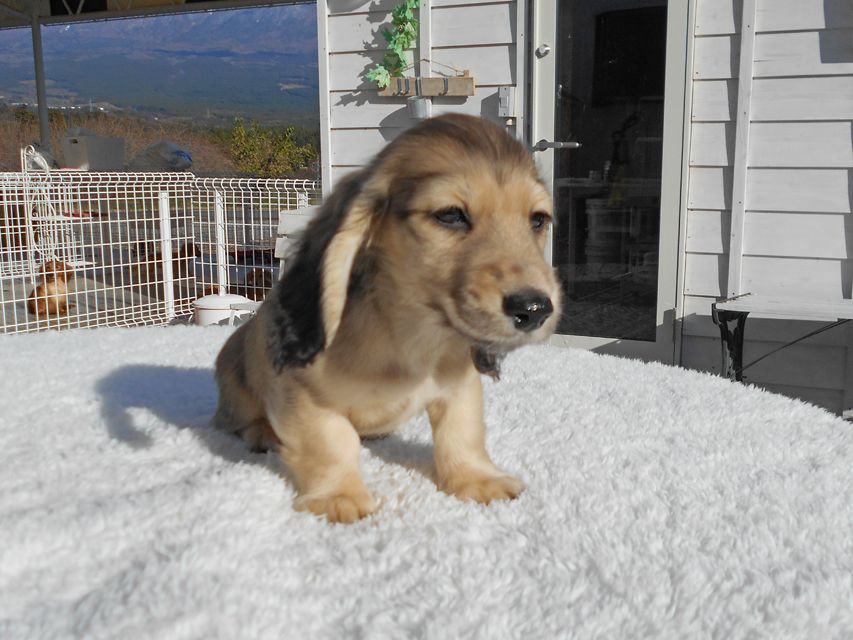 カニンヘンダックスフンド わかば & 竹千代の子犬 イエロー（クリーム） 男の子（3）