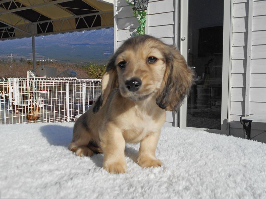 カニンヘンダックスフンド わかば & 竹千代の子犬 イエロー（クリーム） 男の子（3）