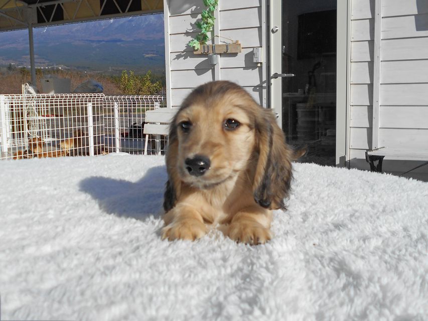 カニンヘンダックスフンド わかば & 竹千代の子犬 イエロー（クリーム） 男の子（3）