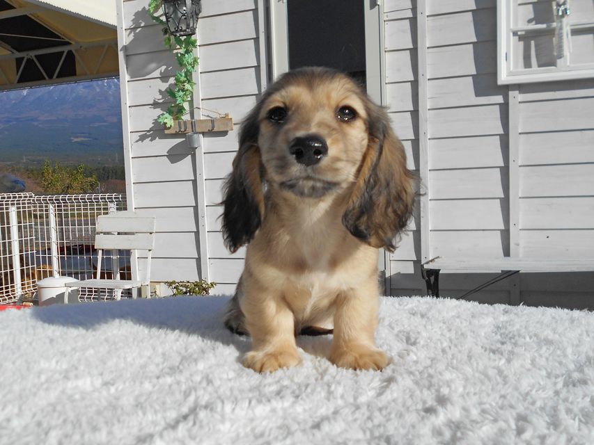 カニンヘンダックスフンド わかば & 竹千代の子犬 イエロー（クリーム） 男の子（3）