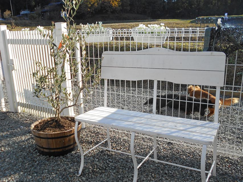 カニンヘンダックスフンド わかば & 竹千代の子犬 イエロー（クリーム） 男の子（3）