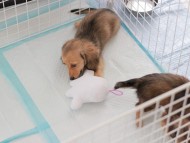 Dachshund-7592 Dachshund-7592