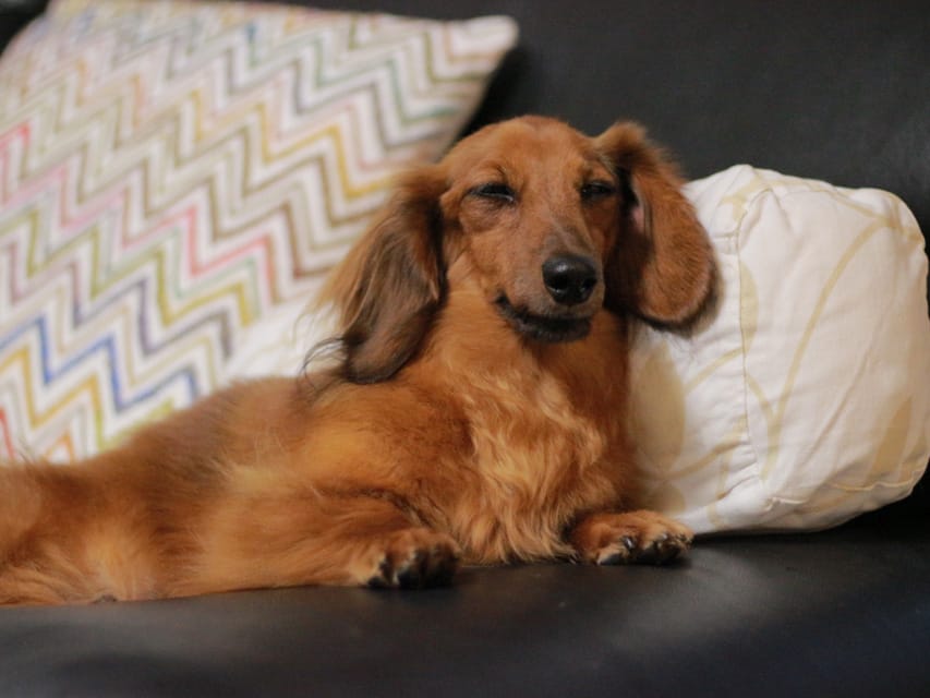ダックスフンド 子犬ご見学会 ㏌ 東京