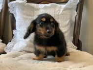 Dachshund1081 Dachshund1081