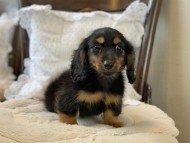 Dachshund1085 Dachshund1085