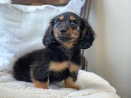 Dachshund1091 Dachshund1091