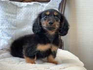 Dachshund1092 Dachshund1092