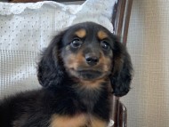 Dachshund1093 Dachshund1093