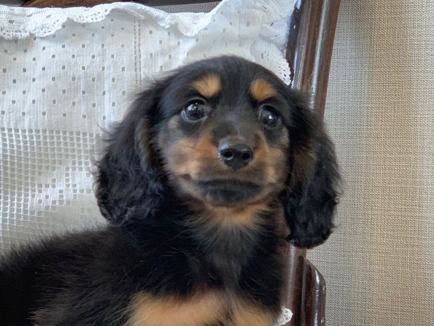 カニンヘン ダックスフンド ココcs & ブルースの子犬 ブラックタン 男の子(2)1093 カニンヘン ダックスフンド ココcs & ブルースの子犬 ブラックタン 男の子(2)1093