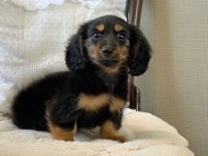 Dachshund1094 Dachshund1094