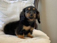 Dachshund1096 Dachshund1096