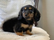 Dachshund1098 Dachshund1098
