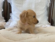 Dachshund2008 Dachshund2008