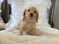 Dachshund2009 Dachshund2009