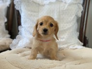 Dachshund2010 Dachshund2010