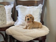 Dachshund2013 Dachshund2013