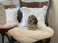 Dachshund4039 Dachshund4039