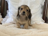 Dachshund4040 Dachshund4040