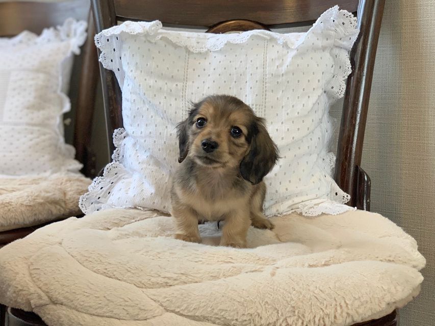 カニンヘン ダックスフンド ティナ & 竹千代の子犬 イエロー（クリーム） 男の子