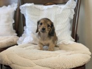 Dachshund4043 Dachshund4043