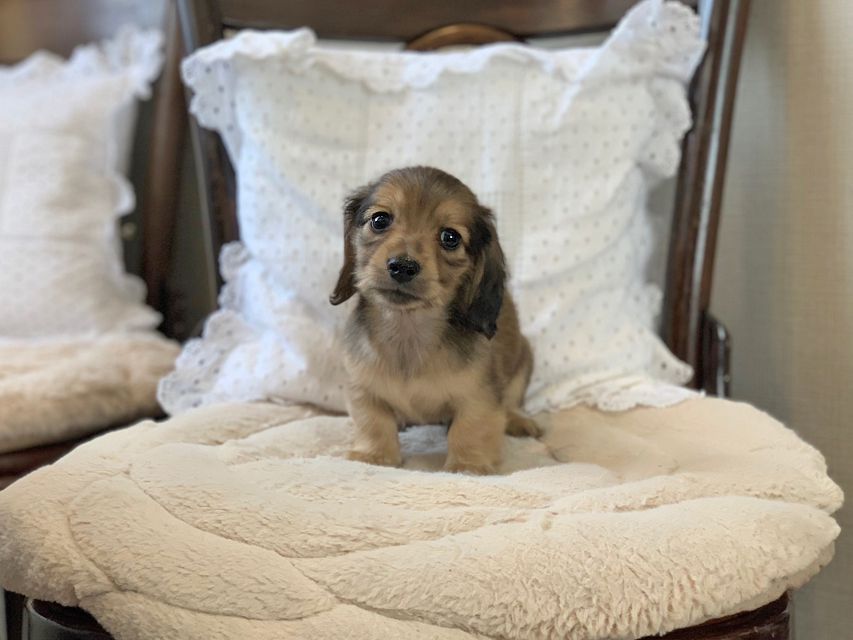 カニンヘン ダックスフンド ティナ & 竹千代の子犬 イエロー（クリーム） 男の子