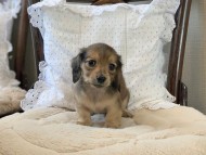 Dachshund4044 Dachshund4044