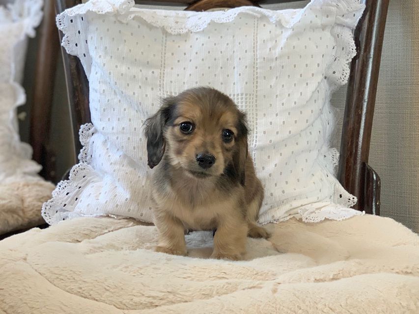 カニンヘン ダックスフンド ティナ & 竹千代の子犬 イエロー（クリーム） 男の子