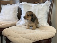 Dachshund4048 Dachshund4048