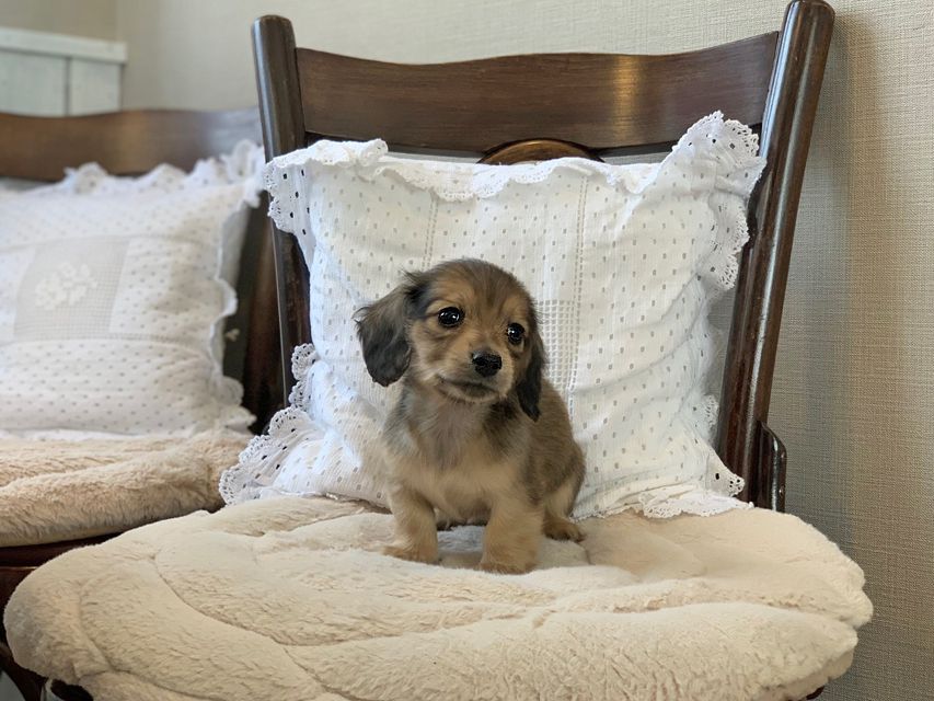カニンヘン ダックスフンド ティナ & 竹千代の子犬 イエロー（クリーム） 男の子