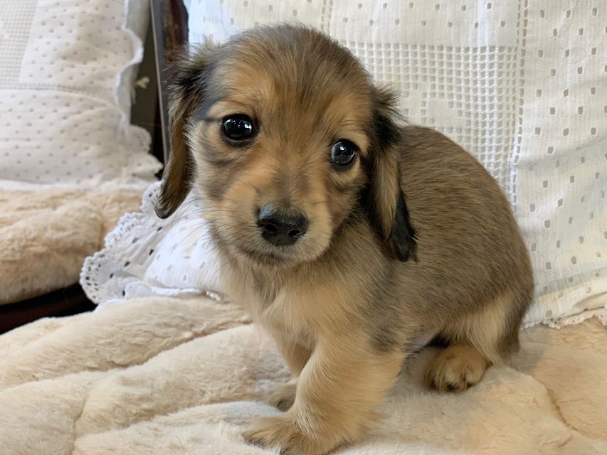 カニンヘン ダックスフンド ティナ & 竹千代の子犬 イエロー（クリーム） 男の子