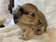 Dachshund4052 Dachshund4052